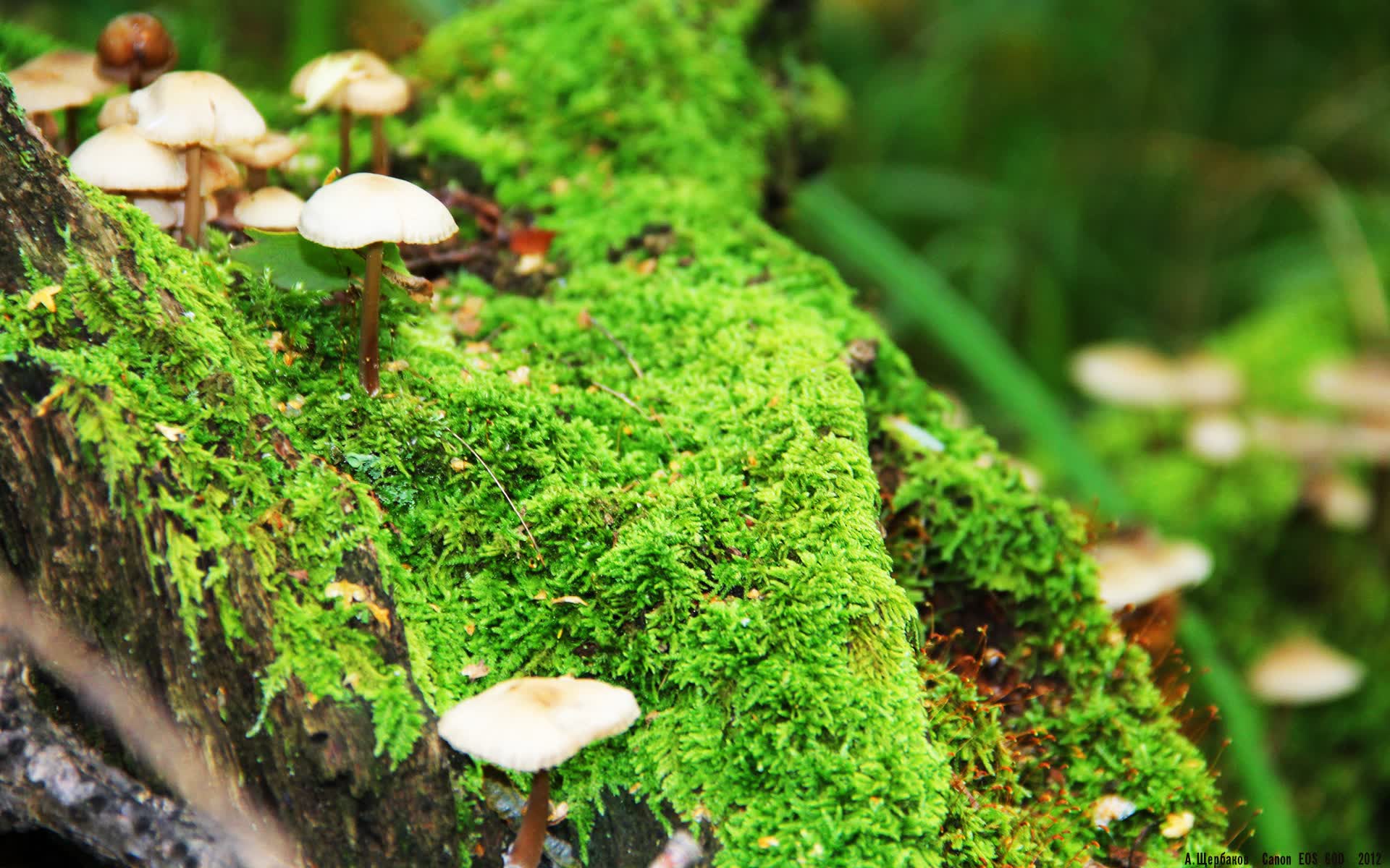 世界短跑训练服科技升级：透气与支撑性能并重，世界短跑视频